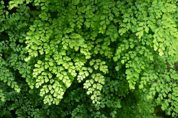 Fern Leaves Tropical Rainforest — Stock Photo, Image