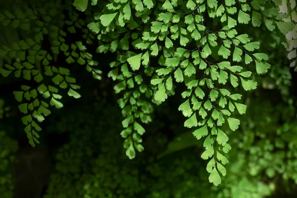 Ферн Листя Тропічному Лісі — стокове фото