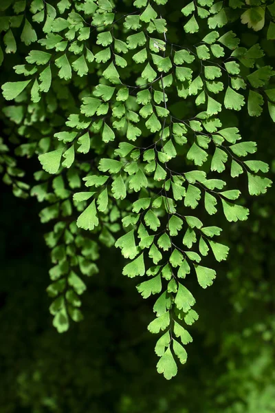 Fern Leaves Tropical Rainforest — 스톡 사진