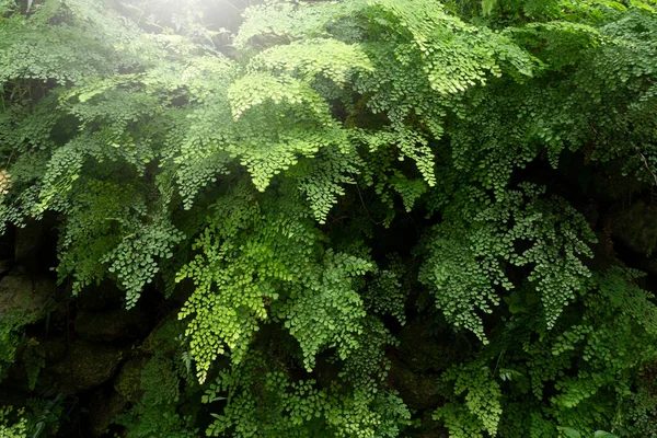 Listy Kapradiny Tropickém Deštném Pralese — Stock fotografie