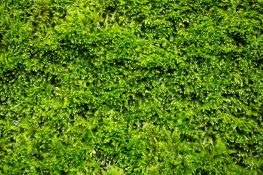 Doğa için güzel yapraklar arkaplan.