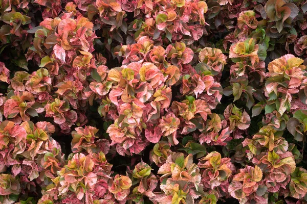 Schöne Blätter Für Die Natur — Stockfoto