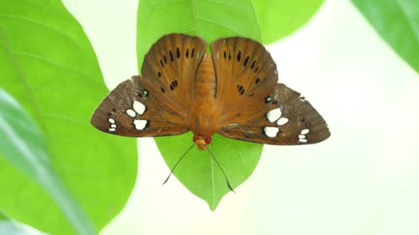 泰国和东南亚的蝴蝶 — 图库视频影像