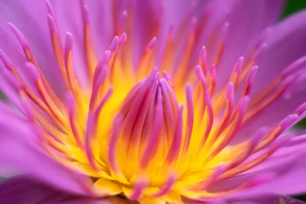 Water Lily Nature Background — Stock Photo, Image