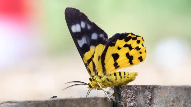 タイと東南アジアの蝶 — ストック動画