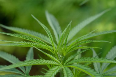 Marijuana leaves plants in nature background.  