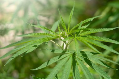 Marijuana leaves plants in nature background.  
