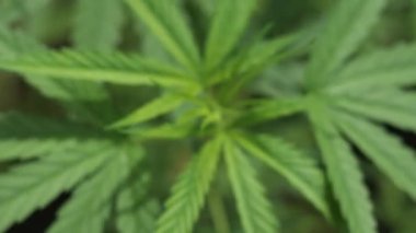 Marijuana leaves plants in nature background.  