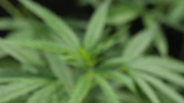 Marijuana leaves plants in nature background.  