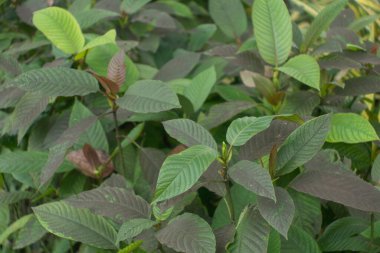 Kratom leaves plants in nature background.  