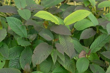 Kratom leaves plants in nature background.  