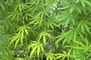 Marijuana leaves plants in nature background.  