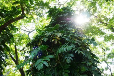 Epipremnum Pinnatum green leafs for nature background. 