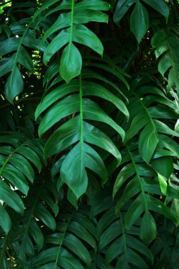 Epipremnum Pinnatum green leafs for nature background. 