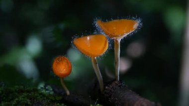 Champagne fungi-cup Mushroom in Thailand and Southeast Asia.