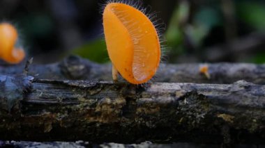 Champagne fungi-cup Mushroom in Thailand and Southeast Asia.