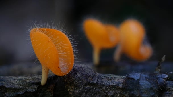 Champagne Fungi Cup Mushroom Thailand Southeast Asia — Wideo stockowe