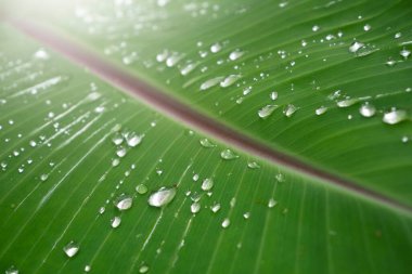 The Droplets on Green Banana leaves pattern for nature Background.