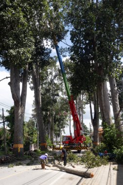 CHIANG MAI, THAILAND - AUGUST 13, 2022 : The Working cutting down big rubber trees in Beautiful Classic road at Chiangmai-Lamphun road, Amphoe Saraphi, Chiang Mai, Thailand.