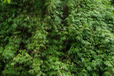 Güzel Bambu yaprakları arka plan için desen oluşturuyor.