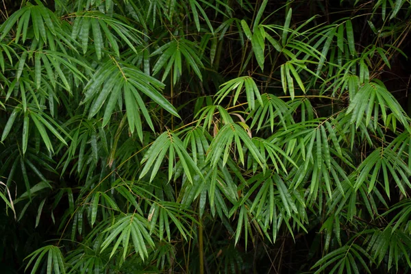 Krásné Bambusové Listy Vzor Pro Přírodu Pozadí — Stock fotografie