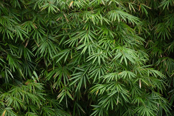Beautiful Bamboo Leaves Pattern Nature Background — Stock Photo, Image