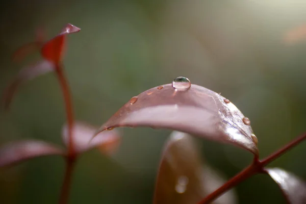 Close Dew Droplets Red Leaves Plant Nature Background — Stock Photo, Image