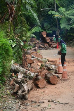 Chiang Mai, Tayland - 17 Haziran 2022: Chiang Mai Ormanı Tahrip ve Ormandaki Ağaç Kesme.