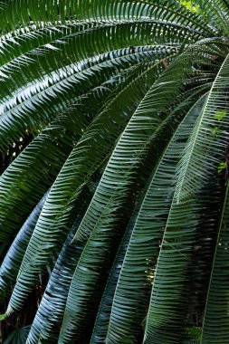 Doğa arkaplanı için Ağaç Palmiyesi yaprakları deseni.