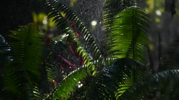 Springer Riego Plantas Tropicales Fondo Naturaleza — Vídeo de stock