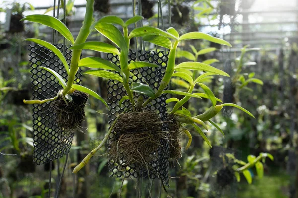 Orchid seedlings hanging on a plant nursery in the orchid farm.