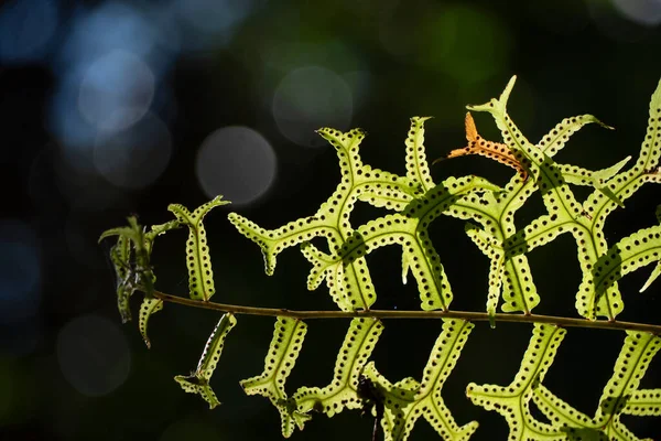 Nahaufnahme Von Farnblättern Und Sporenausbreitung Hintergrund Der Natur — Stockfoto