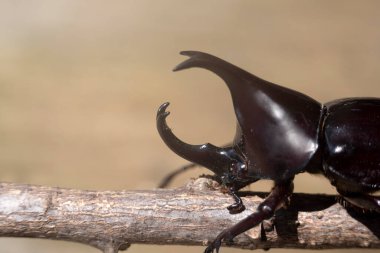 Kızıl Böcek: Tayland ve Güneydoğu Asya 'da doğa geçmişi.
