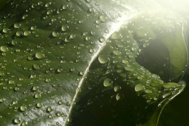 Su damlacıkları güzel yaprakların üzerinde. 