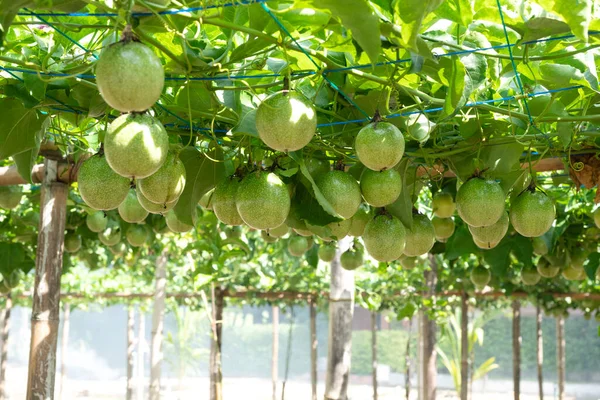 Fruta Pasión Árbol Granja Fruta Pasión — Foto de Stock
