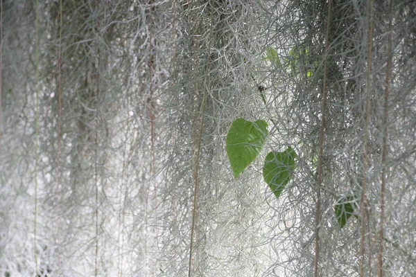 Mousse Espagne Tillandsia Plante Purificateur Air Naturel Dans Nature — Photo
