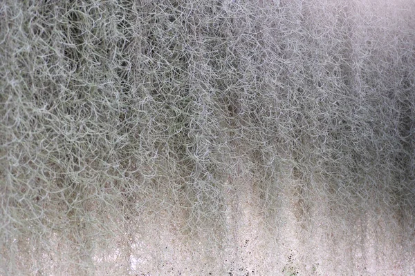 Spanish moss or Tillandsia plants natural air purifier in nature background.