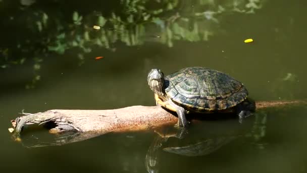 Sköldpaddsvatten Naturen Bakgrund — Stockvideo