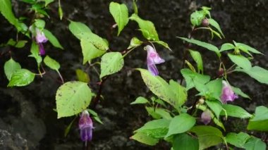 Papağan Çiçeği veya Impatiens sp. Chiang Mai, Tayland 'daki salgın bitkileri..