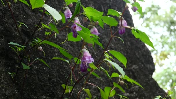 Παπαγάλος Λουλούδι Impatiens Ενδημικά Φυτά Τσιάνγκ Μάι Ταϊλάνδη — Αρχείο Βίντεο
