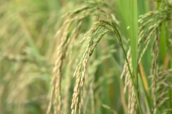 Рисовая Капуста Рисовом Поле Природного Фона — стоковое фото