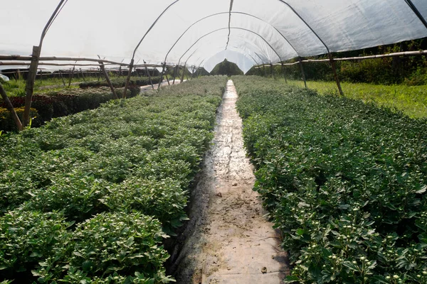 Kasımpatı çiçekleri, doğa arka planı için fidanlıkta..