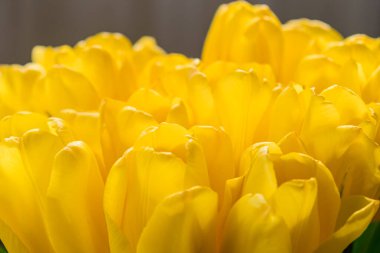 Sarı laleler güneş ışığında çiçek açarlar. Bahar sarısı çiçekler. Bir grup lale kapanıyor.