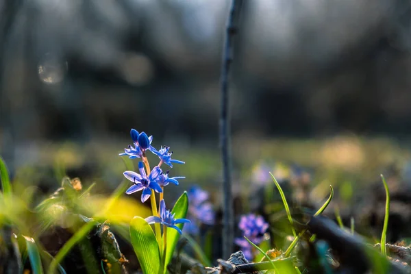 First Spring Squill Wood Squill Blue Flowers Sprouting Ground Close — Stock Photo, Image