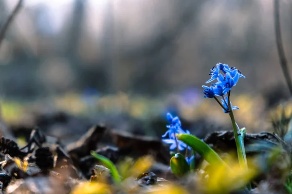 First Spring Squill Wood Squill Blue Flowers Sprouting Ground Close — Stock Photo, Image