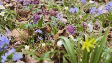 Ormandaki ilk ilkbahar çiçekleri. Yaban şakayığı, kar tanesi, mor çukur tarla kuşu ve alp ezmesi çiçeği. Çayırda çiçek açan ilkbaharın başlarında