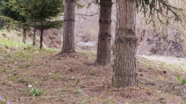 Nehir kıyısında çam ve köknar ağaçları. Yerde çiçekler olan erken bahar kozalaklı ormanları. Ormanda kar taneleri ve kabak çiçekleri