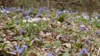 Ormandaki ilk ilkbahar çiçekleri. Yaban şakayığı, kar tanesi, mor çukur tarla kuşu ve alp ezmesi çiçeği. Çayırda çiçek açan ilkbaharın başlarında