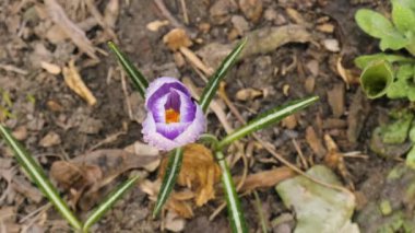 Mor krokus çiçeği yakın çekim. Bahçede çiçek açması, çiçek açması. Çiğ taneli bahar çiçekleri