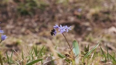 Bal arısının polenlediği mavi çiçekleri ezmek ya da ezmek. Scilla bifolia, Alp Squill ya da çayırdaki iki yapraklı squill. Ormandaki ilk bahar çiçekleri